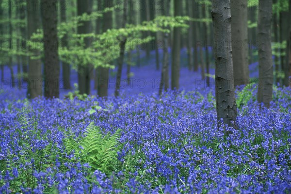 Bluebells