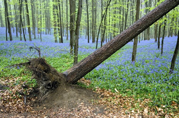 Uprooted beech