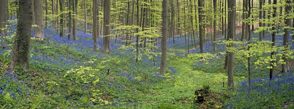 Stream valley with bluebells