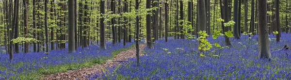 Path in flower carpet of bluebells