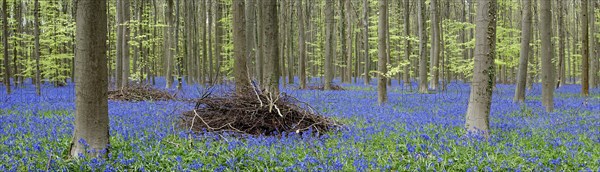 Faggots among bluebells