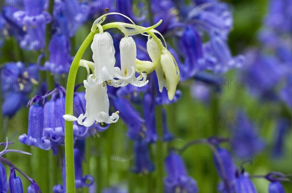 Bluebells