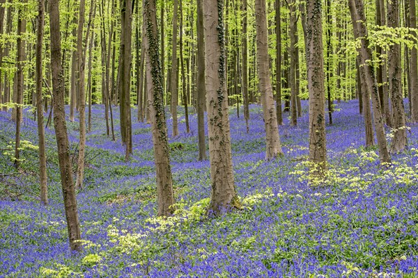 Bluebells