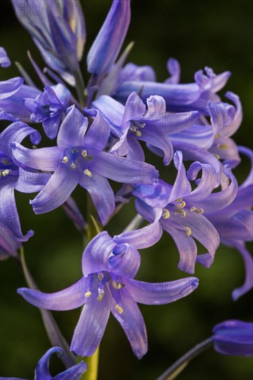 Bluebells