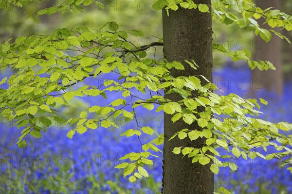 Foliage of beech