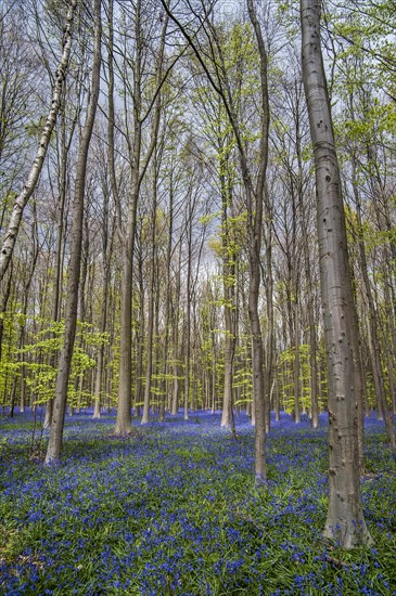 Bluebells