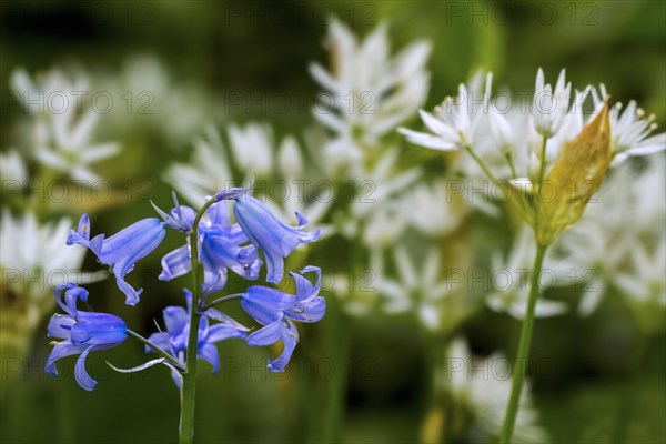 Bluebell