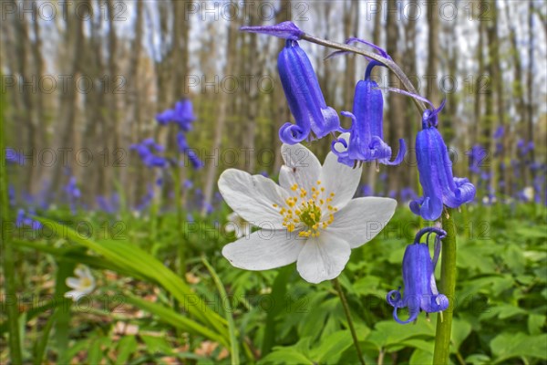 Wood anemone