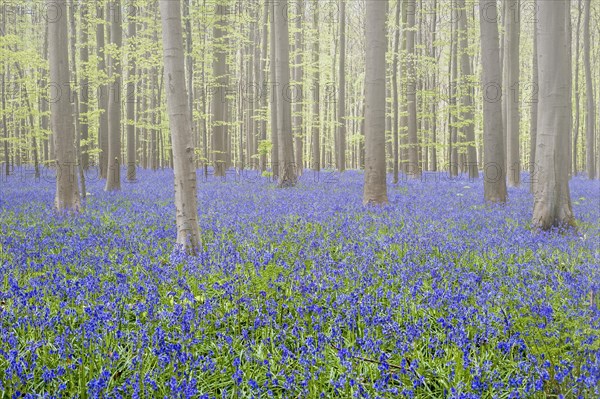 Bluebells