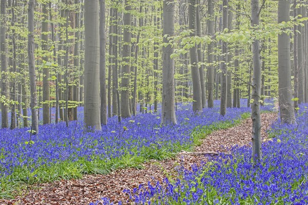 Bluebells