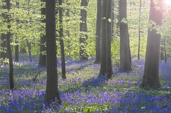 Bluebells