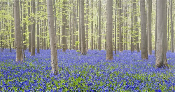 Bluebells