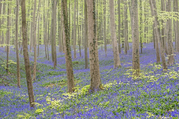 Bluebells