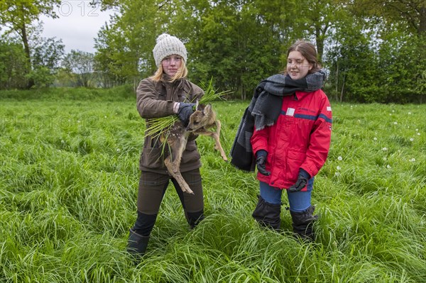 Rescue team removing hidden roe deer fawn