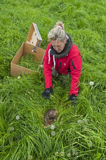 Rescue team removing hidden roe deer fawn