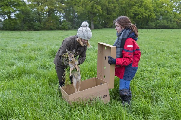 Rescue team removing hidden roe deer fawn