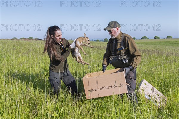 Rescue team removing hidden roe deer fawn
