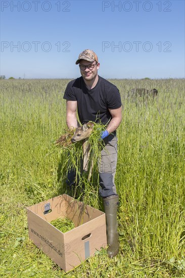 Rescue team removing hidden roe deer fawn