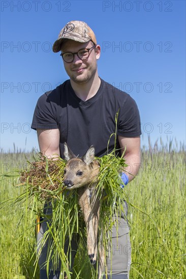 Rescue team removing hidden roe deer fawn