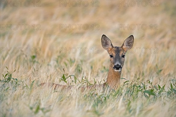 European roe deer