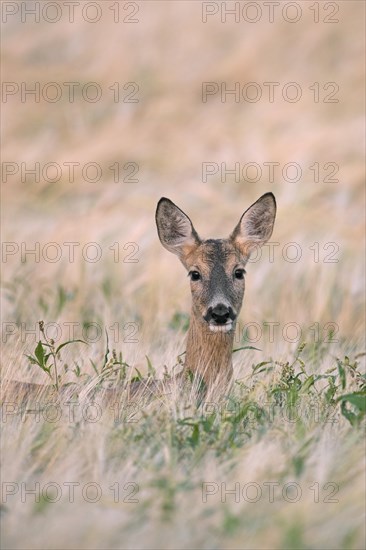European roe deer