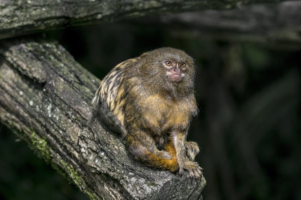 Pygmy marmoset