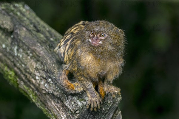 Pygmy marmoset