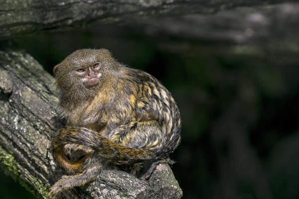 Pygmy marmoset