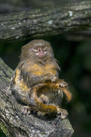 Pygmy marmoset