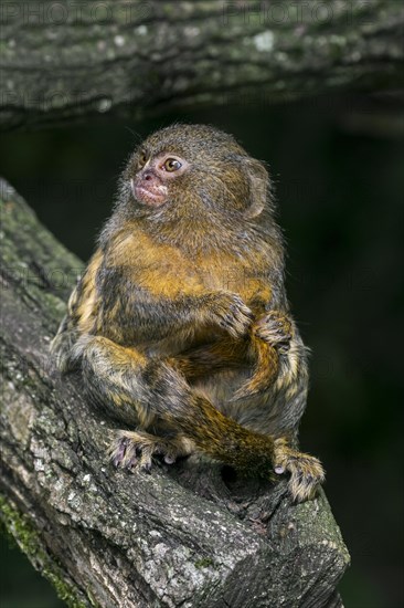 Pygmy marmoset