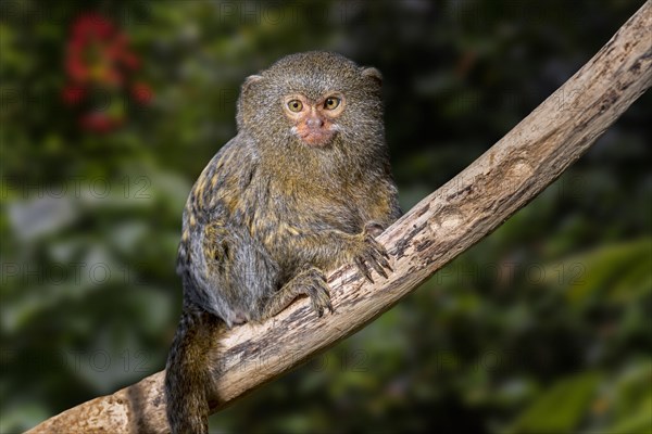 Western pygmy marmoset