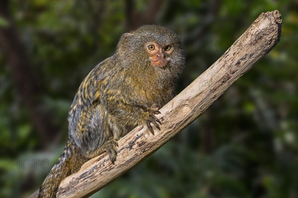 Western pygmy marmoset