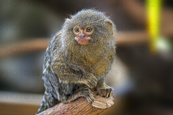 Captive pygmy marmoset