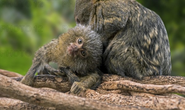 Pygmy marmoset