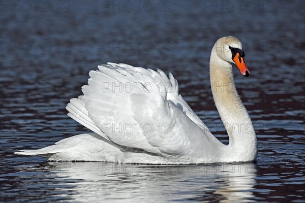 Mute swan