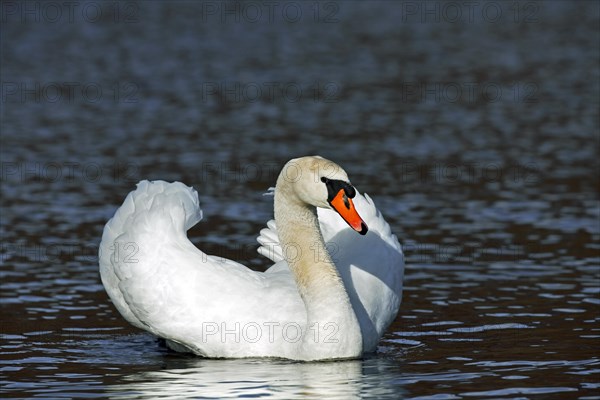 Mute swan