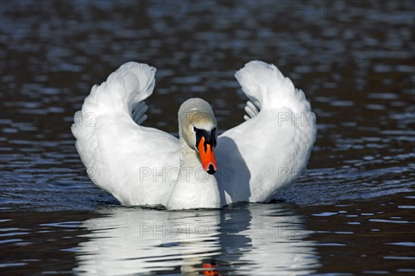 Mute swan