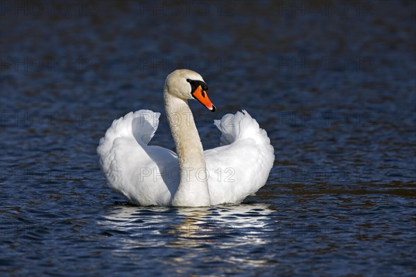 Mute swan