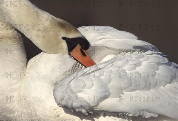 Mute swan