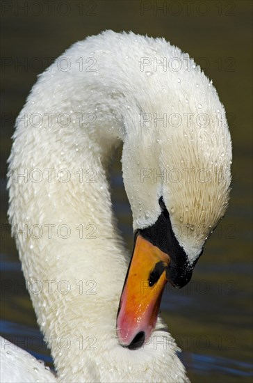 Mute swan