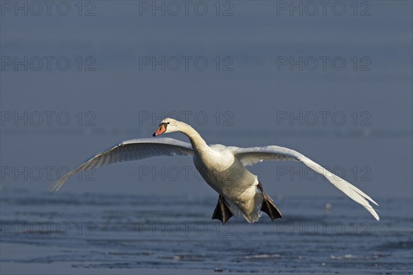 Mute swan