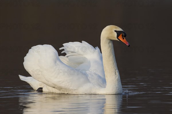 Mute swan