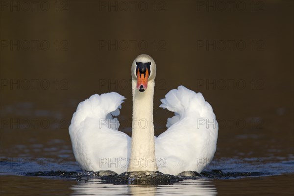 Mute swan