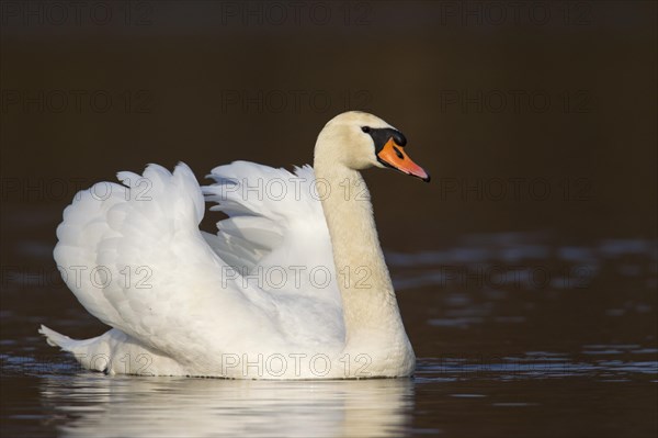 Mute swan