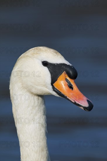 Mute swan