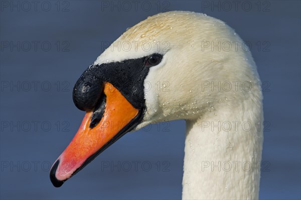 Mute swan