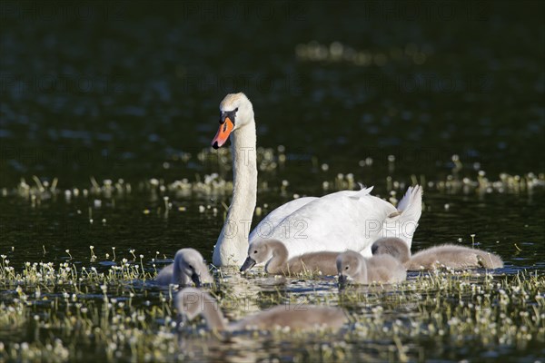 Mute swan