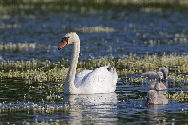 Mute swan