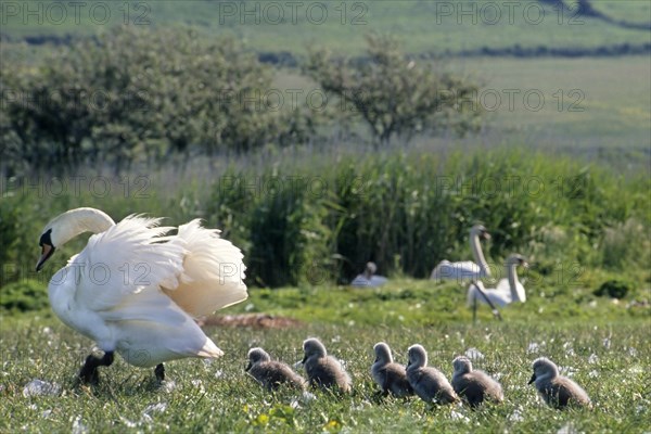 Mute swan