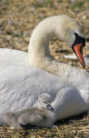 Mute swan